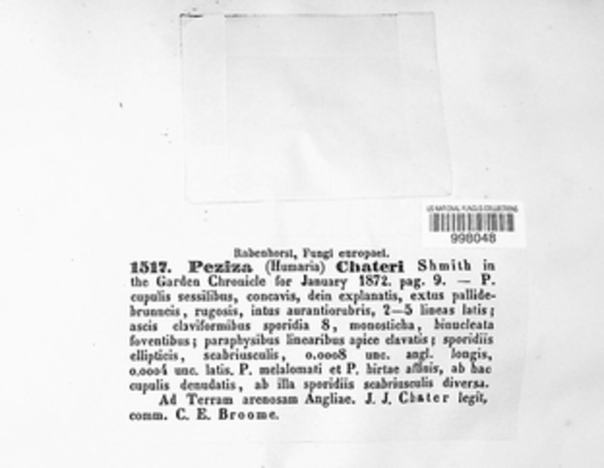 Melastiza chateri image